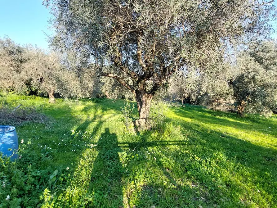 Immagine 4 di Terreno agricolo in vendita  in VIA COLLE DELL'ORO a Guidonia Montecelio