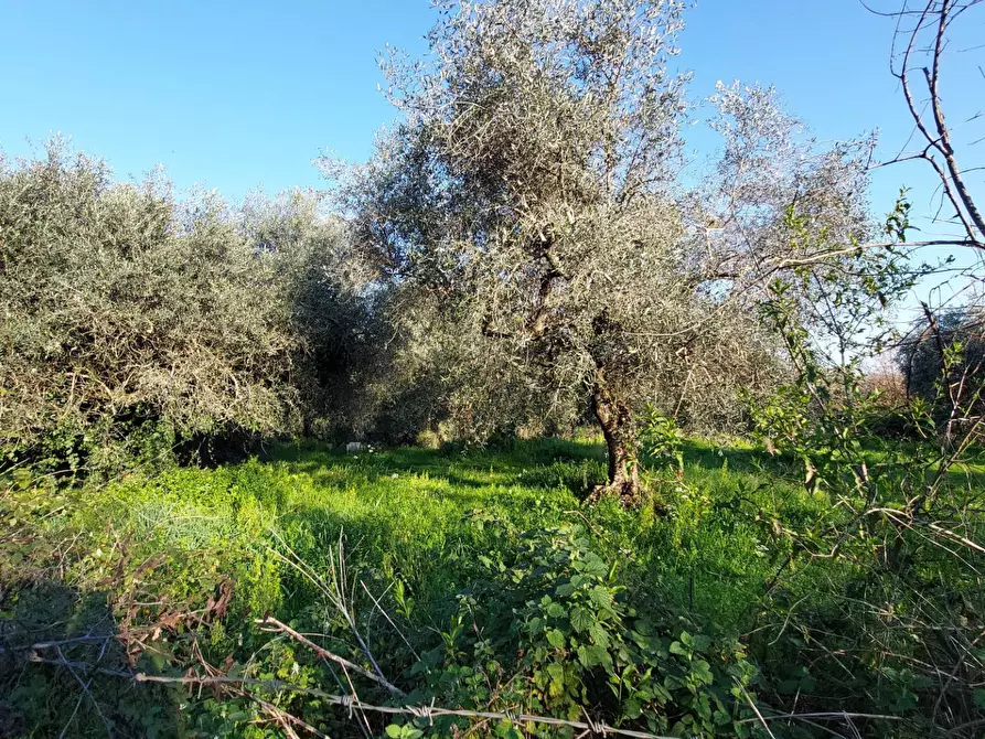 Immagine 7 di Terreno agricolo in vendita  in VIA COLLE DELL'ORO a Guidonia Montecelio