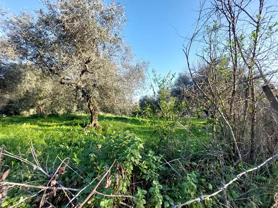 Immagine 9 di Terreno agricolo in vendita  in VIA COLLE DELL'ORO a Guidonia Montecelio