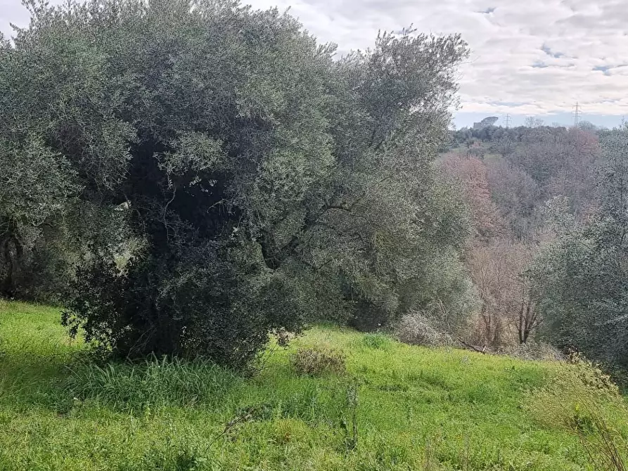 Immagine 5 di Terreno agricolo in vendita  in VIA COLLE DELL'ORO a Guidonia Montecelio