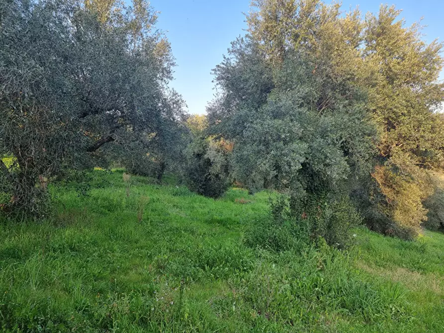 Immagine 12 di Terreno agricolo in vendita  in VIA COLLE DELL'ORO a Guidonia Montecelio