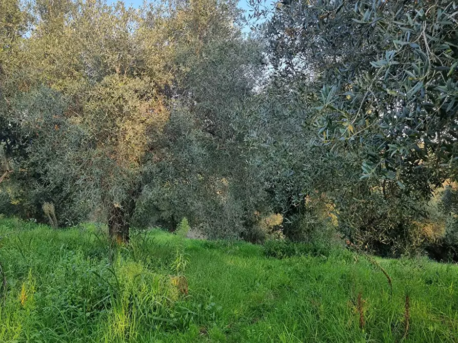 Immagine 18 di Terreno agricolo in vendita  in VIA COLLE DELL'ORO a Guidonia Montecelio