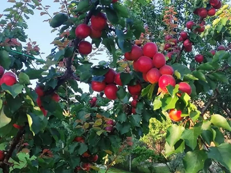 Immagine 9 di Villa in vendita  in Via A. Bafile a Teramo