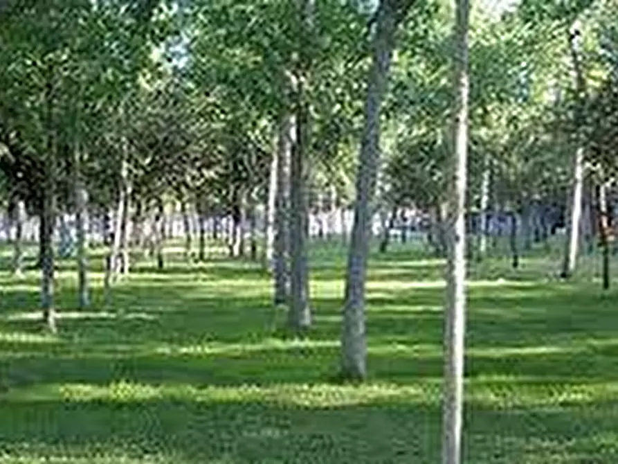 Immagine 7 di Locale commerciale in affitto  in MACHIAVELLI a Viareggio