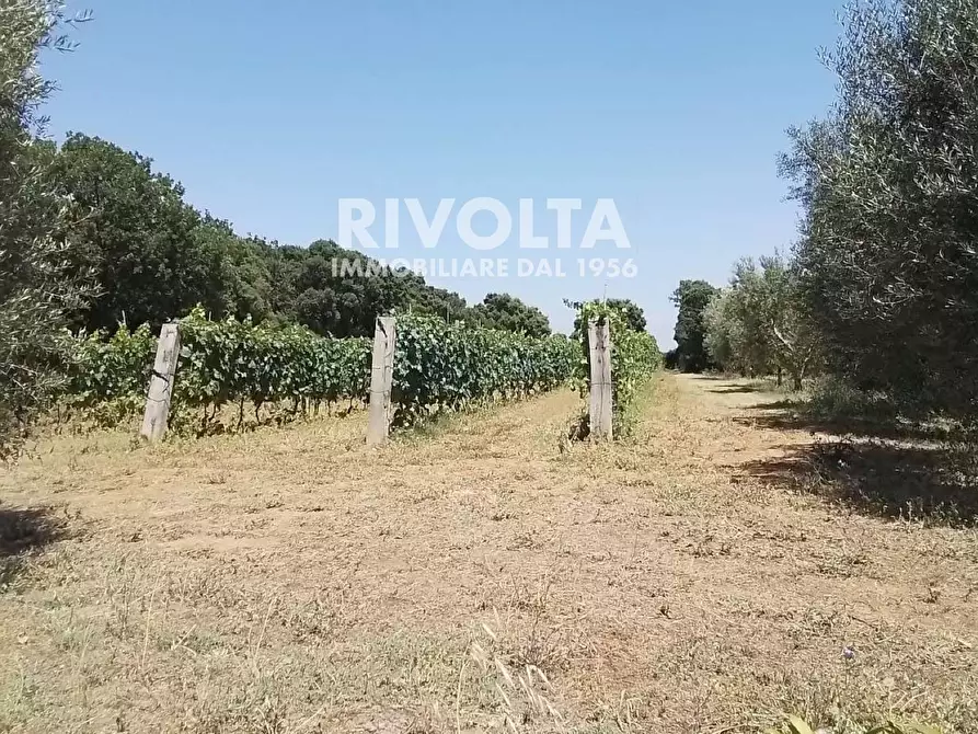 Immagine 2 di Rustico / casale in vendita  in Località Cacciata Grande a Montalto Di Castro