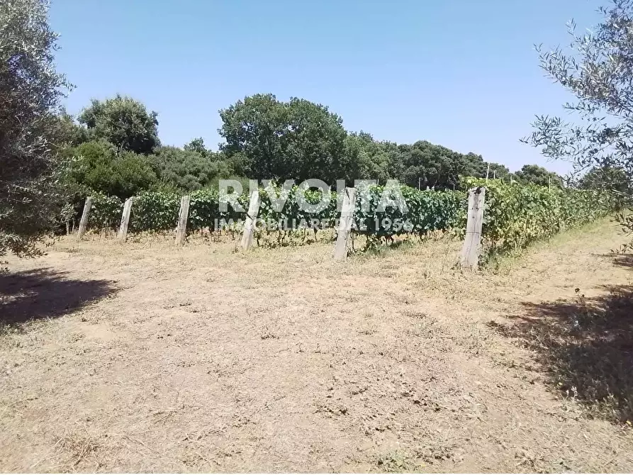 Immagine 3 di Rustico / casale in vendita  in Località Cacciata Grande a Montalto Di Castro