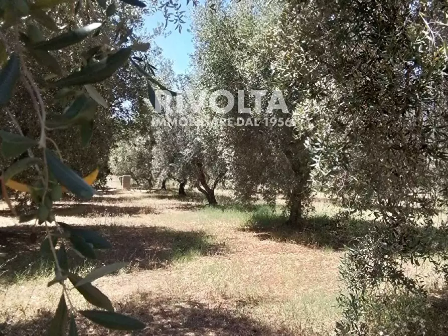 Immagine 25 di Rustico / casale in vendita  in Località Cacciata Grande a Montalto Di Castro