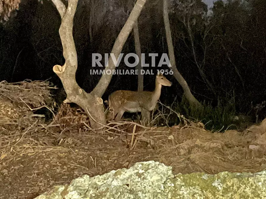 Immagine 16 di Villa in affitto  in via Lentisco a Orbetello