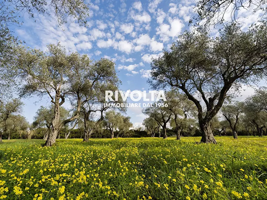 Immagine 3 di Terreno agricolo in vendita  in strada statale 291 a Alghero