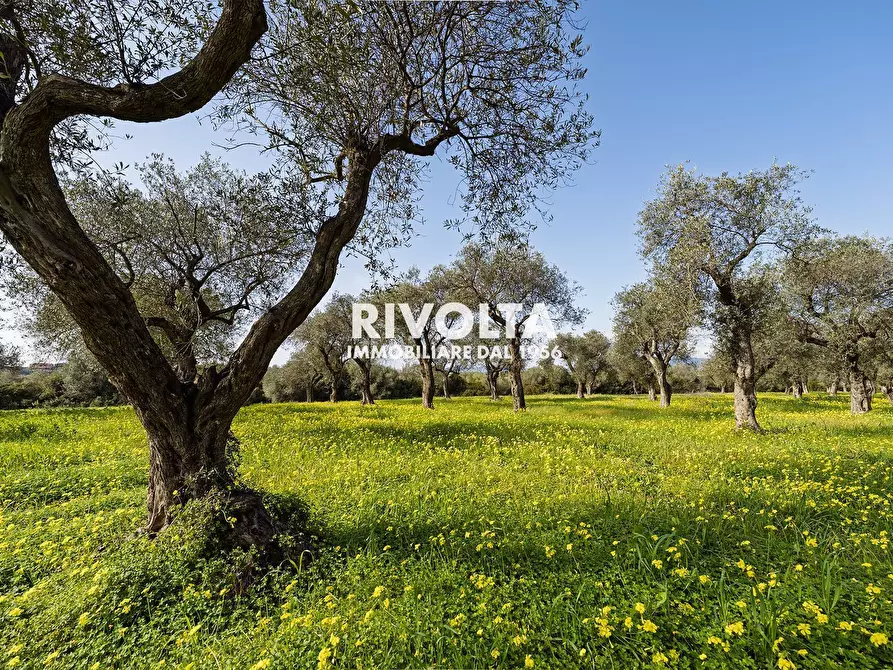 Immagine 7 di Terreno agricolo in vendita  in strada statale 291 a Alghero
