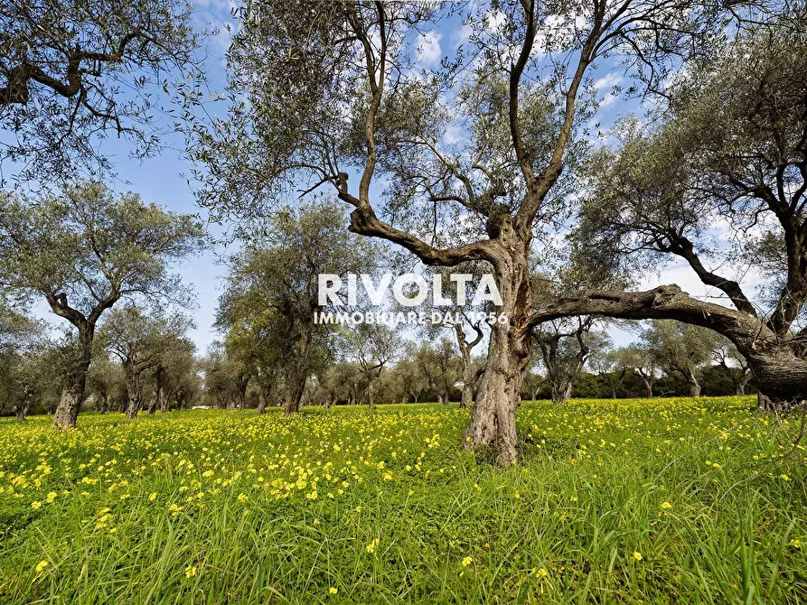 Immagine 8 di Terreno agricolo in vendita  in strada statale 291 a Alghero