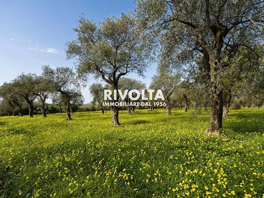 Immagine 9 di Terreno agricolo in vendita  in strada statale 291 a Alghero