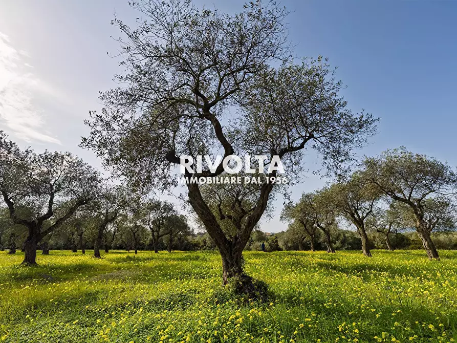 Immagine 11 di Terreno agricolo in vendita  in strada statale 291 a Alghero