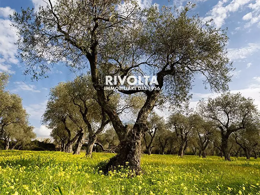 Immagine 12 di Terreno agricolo in vendita  in strada statale 291 a Alghero