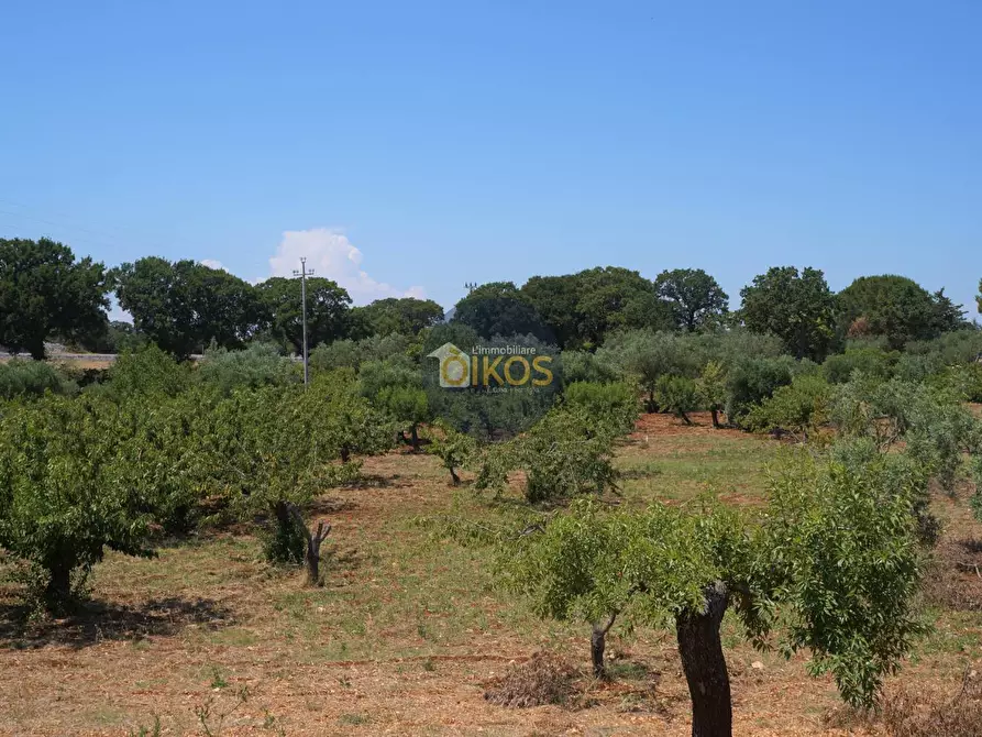 Immagine 28 di Terreno agricolo in vendita  in Contrada Romanazzi a Monopoli