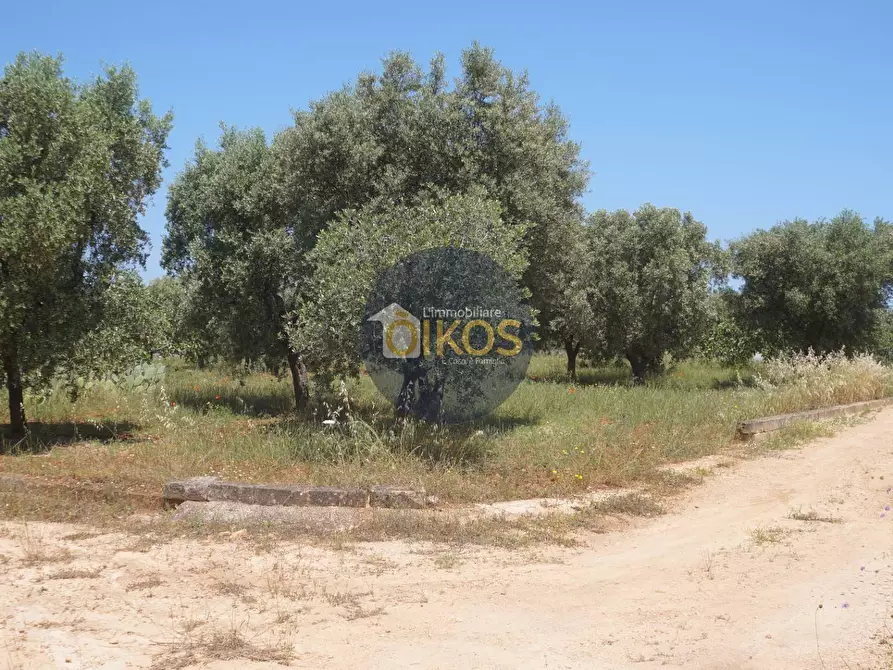 Immagine 5 di Terreno agricolo in vendita  in contrada masciola a Fasano