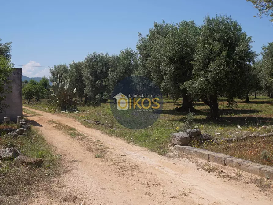 Immagine 6 di Terreno agricolo in vendita  in contrada masciola a Fasano