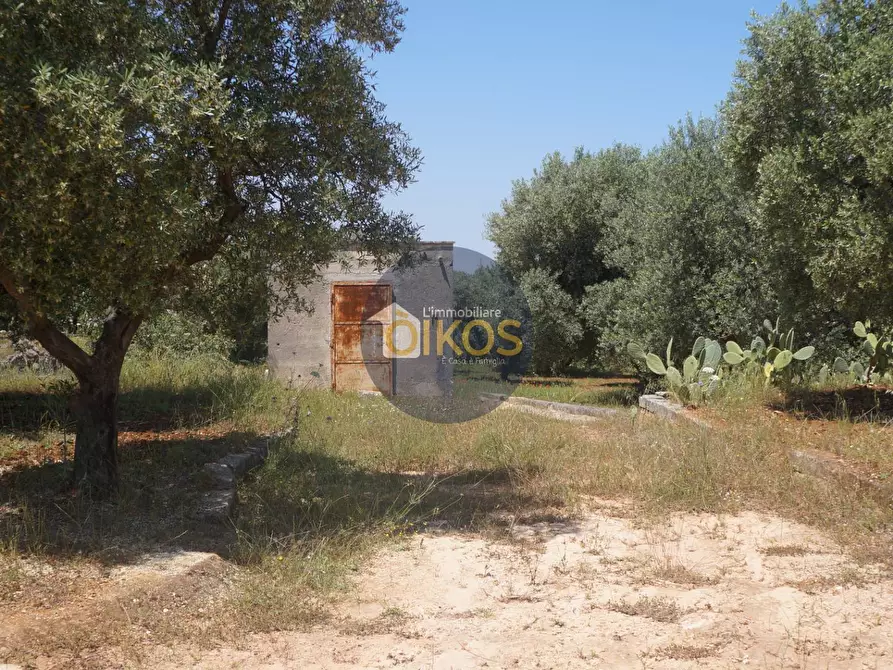 Immagine 4 di Terreno agricolo in vendita  in contrada masciola a Fasano