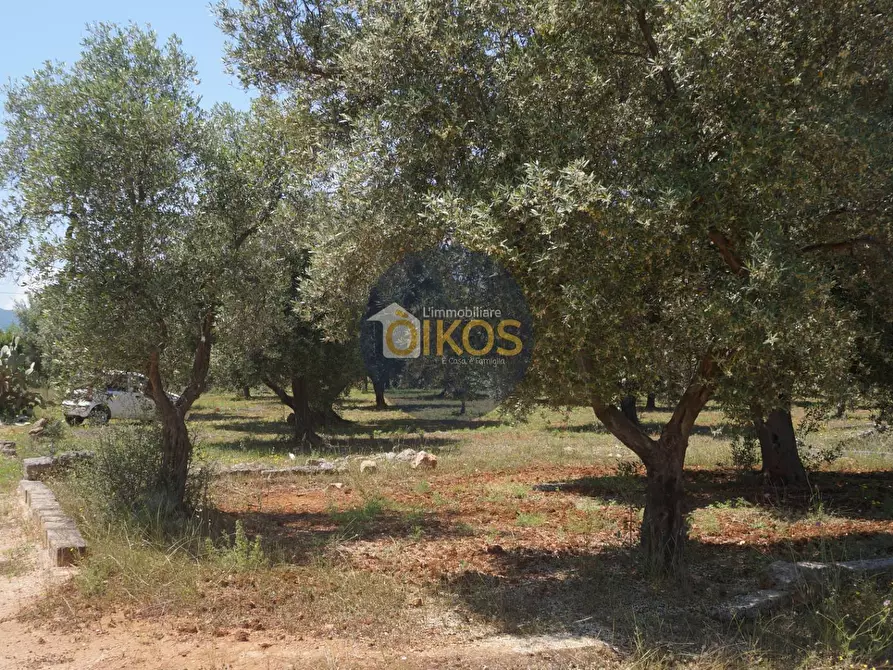 Immagine 7 di Terreno agricolo in vendita  in contrada masciola a Fasano