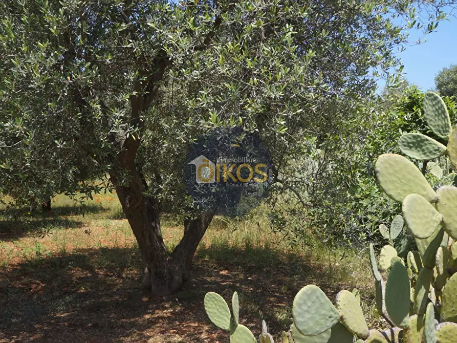 Immagine 8 di Terreno agricolo in vendita  in contrada masciola a Fasano