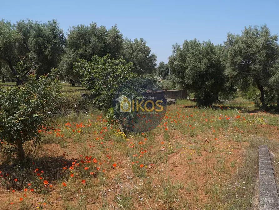 Immagine 10 di Terreno agricolo in vendita  in contrada masciola a Fasano