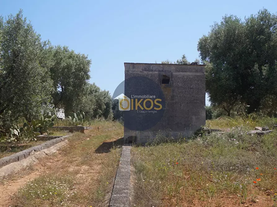 Immagine 3 di Terreno agricolo in vendita  in contrada masciola a Fasano