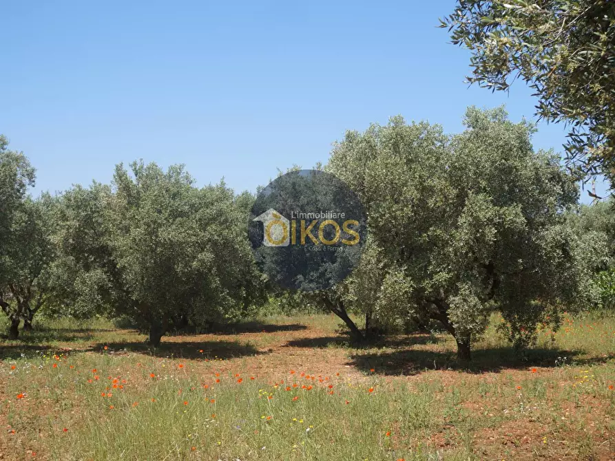 Immagine 11 di Terreno agricolo in vendita  in contrada masciola a Fasano