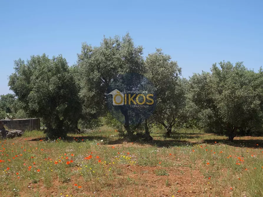 Immagine 12 di Terreno agricolo in vendita  in contrada masciola a Fasano