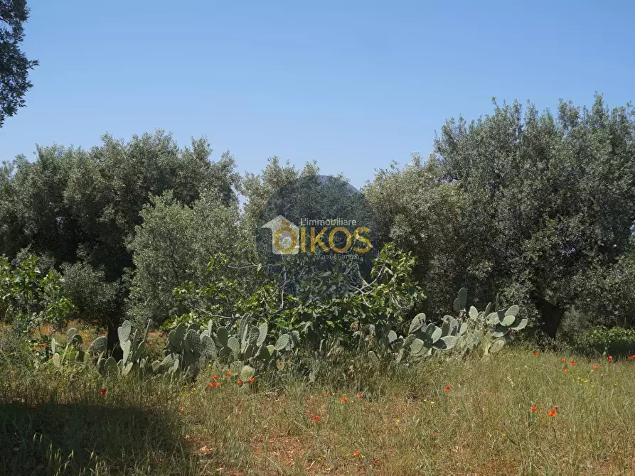 Immagine 13 di Terreno agricolo in vendita  in contrada masciola a Fasano