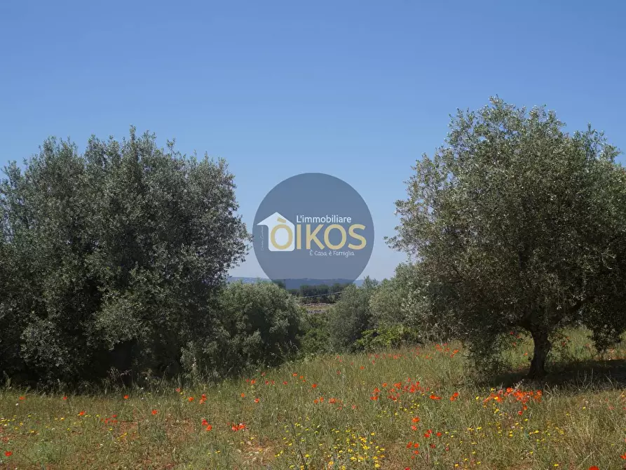 Immagine 15 di Terreno agricolo in vendita  in contrada masciola a Fasano