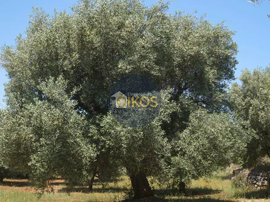 Immagine 16 di Terreno agricolo in vendita  in contrada masciola a Fasano