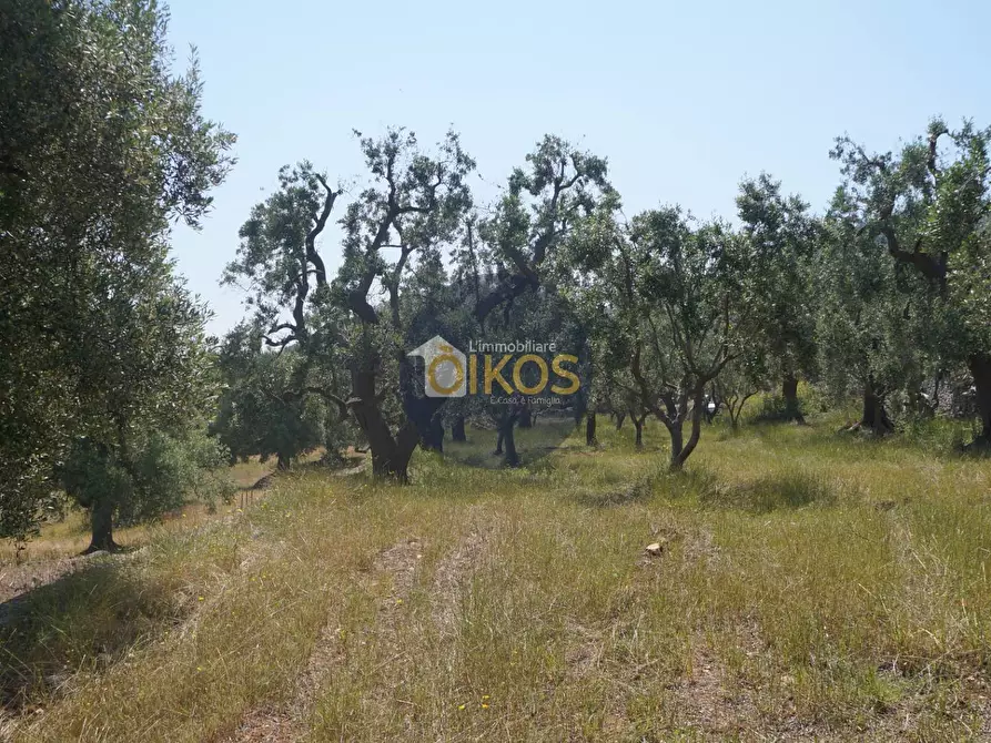 Immagine 18 di Rustico / casale in vendita  in contrada salamina a Fasano