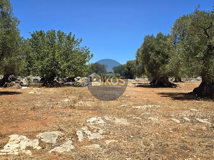 Immagine 4 di Terreno agricolo in vendita  in contrada conchia a Monopoli