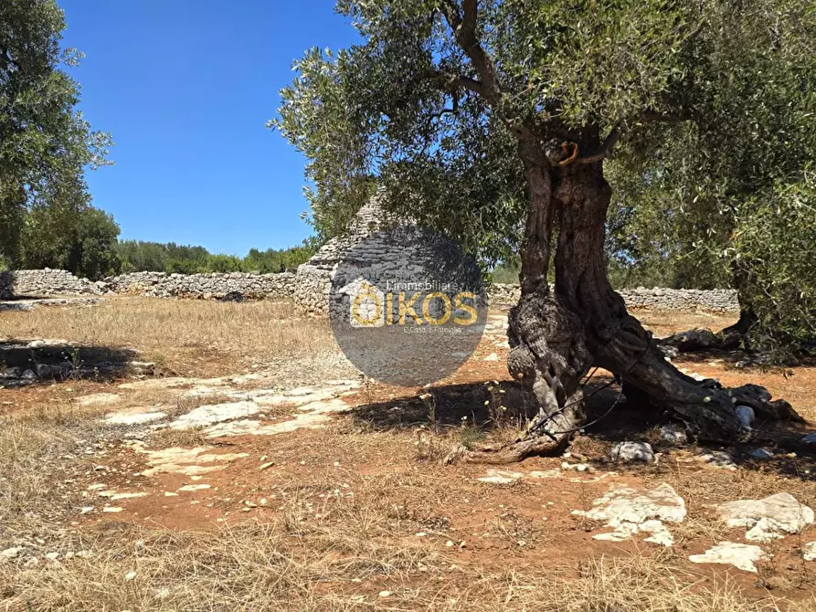 Immagine 5 di Terreno agricolo in vendita  in contrada conchia a Monopoli