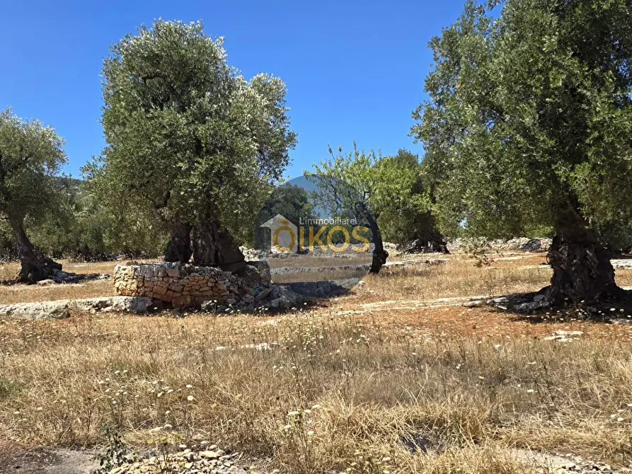 Immagine 6 di Terreno agricolo in vendita  in contrada conchia a Monopoli