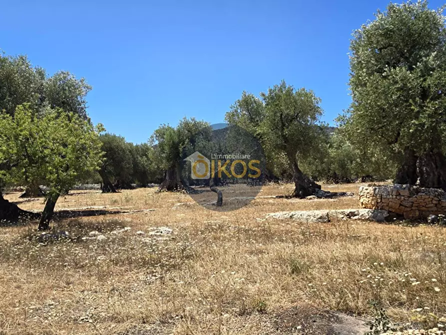 Immagine 7 di Terreno agricolo in vendita  in contrada conchia a Monopoli