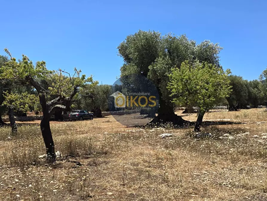 Immagine 8 di Terreno agricolo in vendita  in contrada conchia a Monopoli