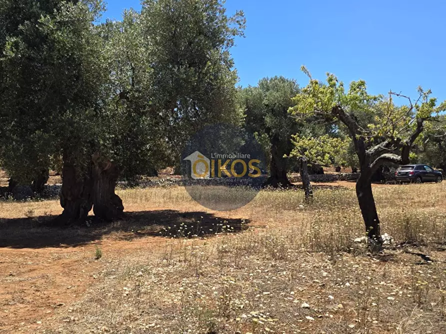 Immagine 9 di Terreno agricolo in vendita  in contrada conchia a Monopoli