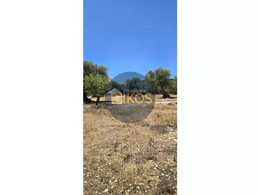 Immagine 10 di Terreno agricolo in vendita  in contrada conchia a Monopoli