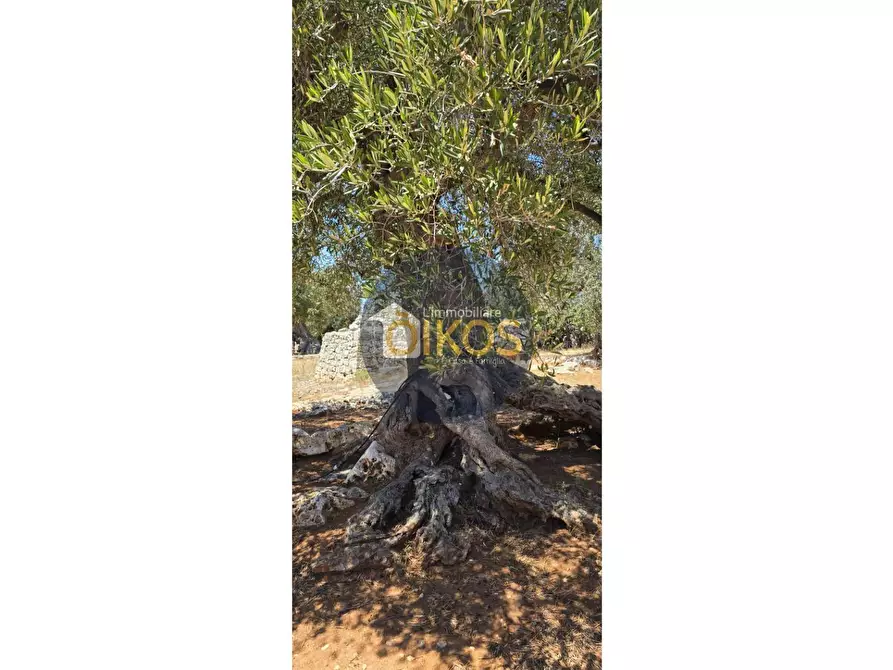 Immagine 11 di Terreno agricolo in vendita  in contrada conchia a Monopoli