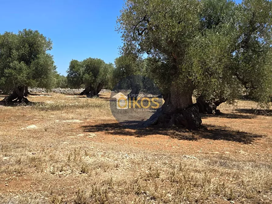 Immagine 12 di Terreno agricolo in vendita  in contrada conchia a Monopoli