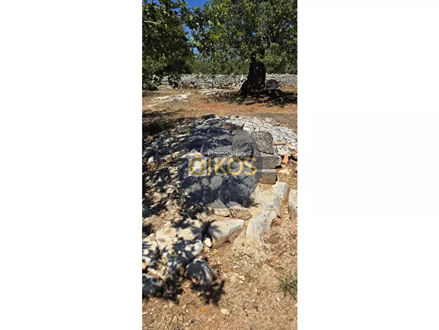 Immagine 15 di Terreno agricolo in vendita  in contrada conchia a Monopoli