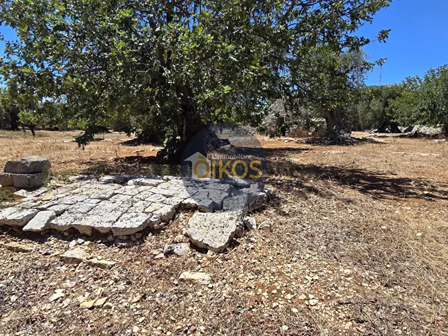 Immagine 17 di Terreno agricolo in vendita  in contrada conchia a Monopoli