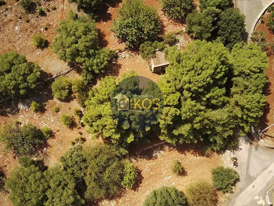 Immagine 2 di Terreno agricolo in vendita  in Contrada Torchiano a Monopoli