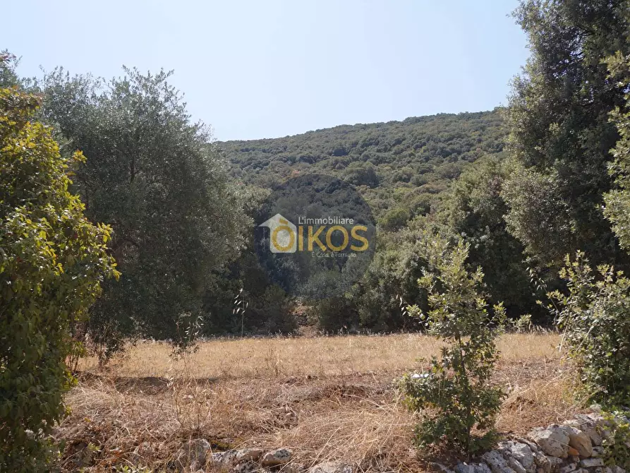 Immagine 18 di Terreno agricolo in vendita  in Contrada Torchiano a Monopoli