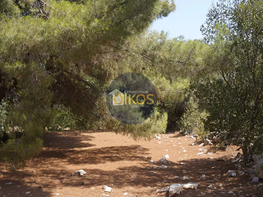 Immagine 25 di Terreno agricolo in vendita  in Contrada Torchiano a Monopoli