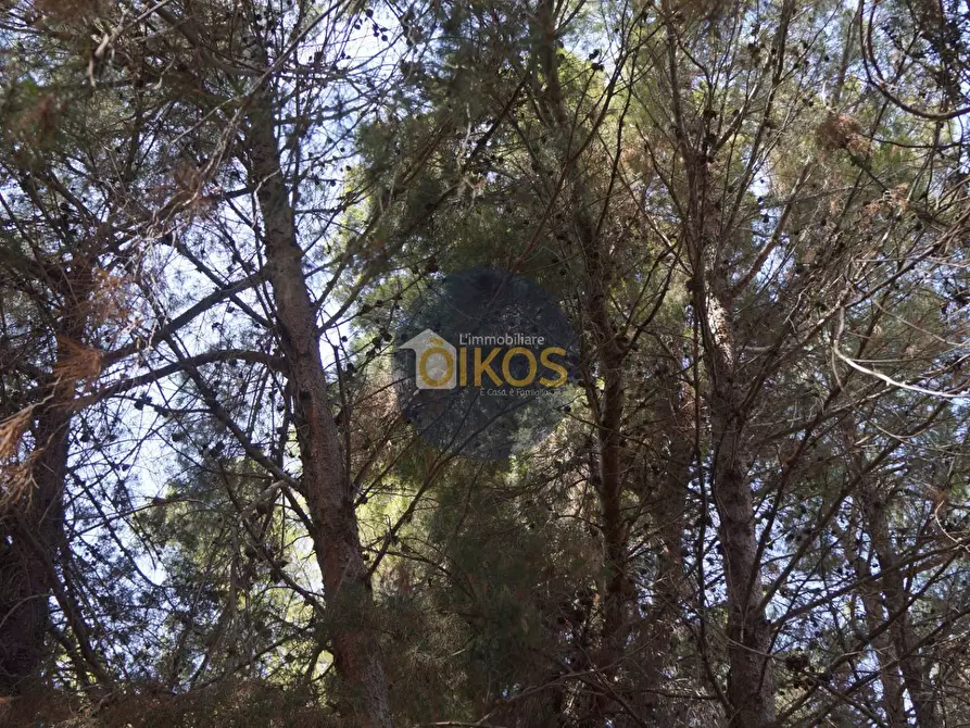 Immagine 30 di Terreno agricolo in vendita  in Contrada Torchiano a Monopoli