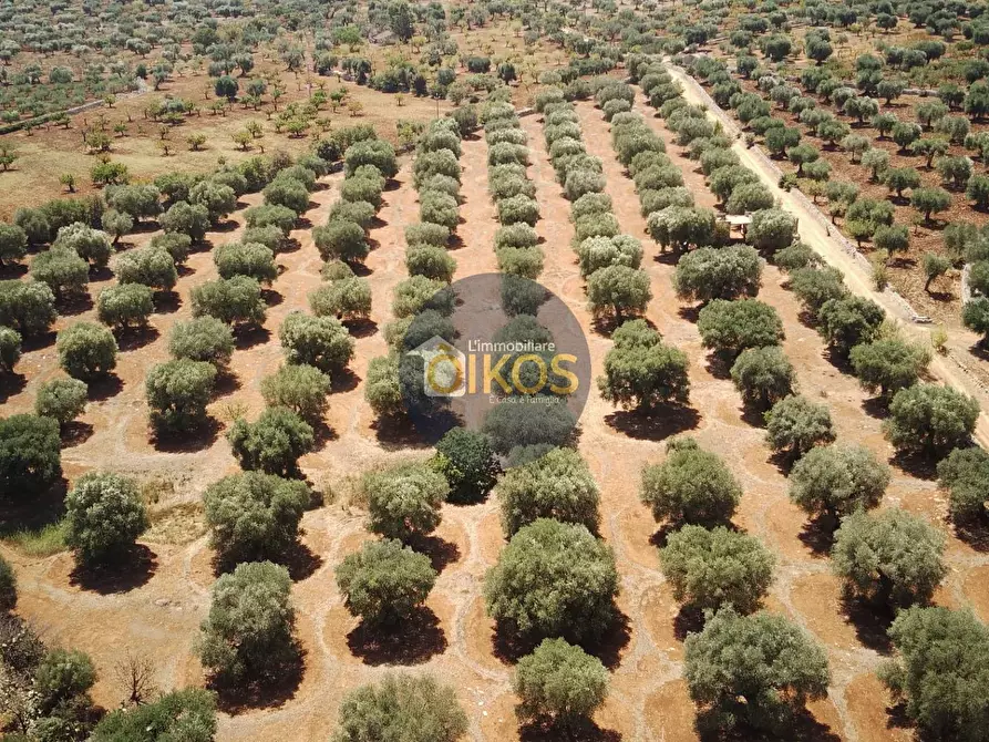 Immagine 5 di Terreno agricolo in vendita  in Via Castiglione a Conversano