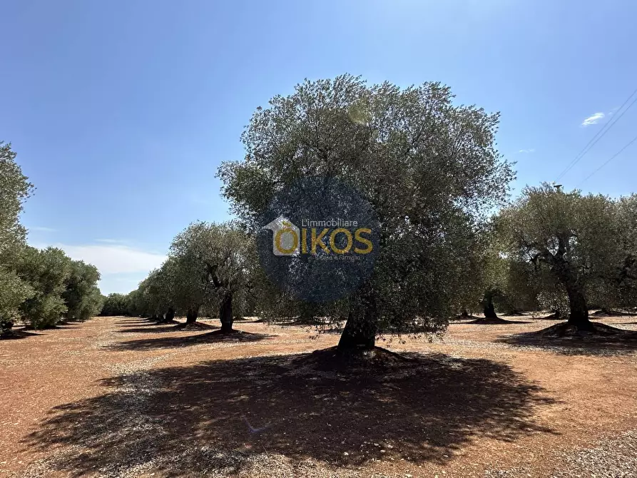 Immagine 21 di Terreno agricolo in vendita  in Via Castiglione a Conversano