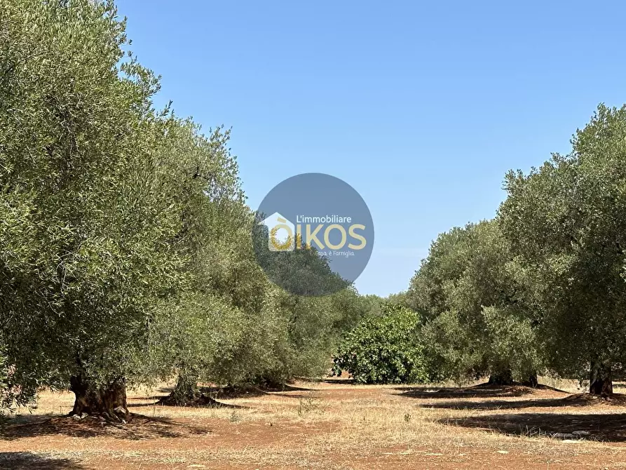 Immagine 27 di Terreno agricolo in vendita  in Via Castiglione a Conversano